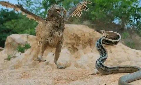 CLIP: Cuộc chạm trán nghẹt thở giữa cú mèo và rắn dữ, kẻ săn mồi bất ngờ bị phản đòn