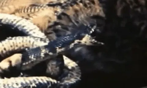 CLIP: Trận chiến sinh tử giữa cú mèo và rắn chuột, cái kết đầy bất ngờ