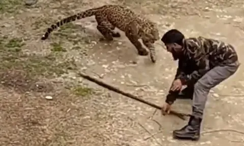 CLIP: Người đàn ông bị báo hoa mai tấn công và màn chống trả kinh hoàng