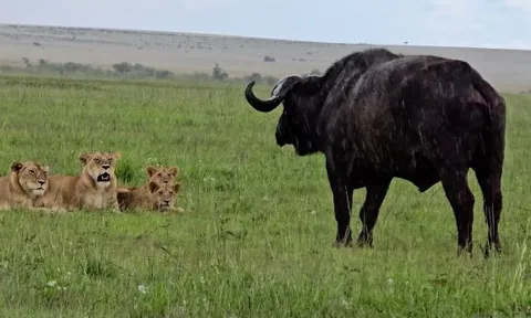 CLIP: Đàn sư tử thể hiện sức mạnh đáng sợ, cô lập và hạ sát trâu rừng trong chuyến đi săn tuyệt đỉnh