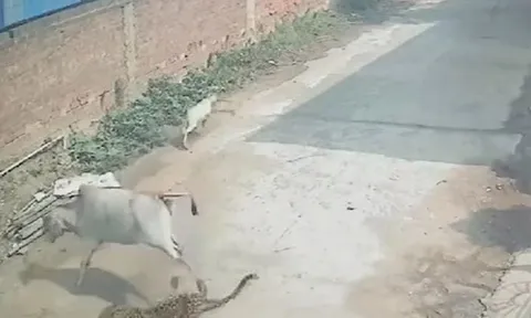 CLIP: Vào làng săn bê con, báo hoa mai bị bò mẹ đạp cho nhừ tử