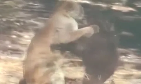 CLIP: Đi săn gấu đen, báo sư tử bị con mồi truy sát dữ dội