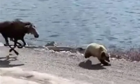 CLIP: Nai sừng tấm bất ngờ "lật kèo", rượt đuổi gấu bỏ chạy thục mạng