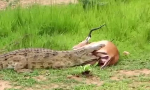 CLIP: Thoát khỏi “tử thần đầm lầy”, linh dương impala tạo nên kỳ tích sống sót