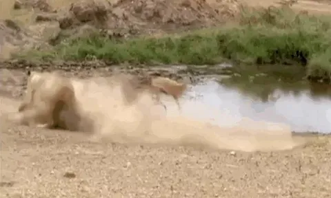 CLIP: Linh dương Impala tung "cú lừa ngoạn mục", sư tử đành hít bụi trong thất bại ê chề