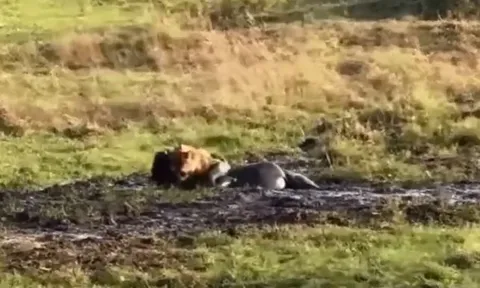 CLIP: Mắc kẹt trong đám bùn lầy, linh dương đầu bò dễ dàng trở thành món ăn cho sư tử