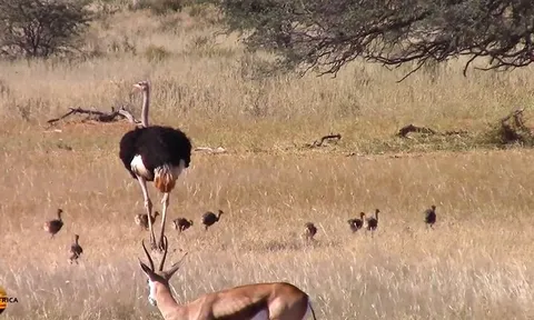 CLIP: Đói khát giữa đồng hoang, sư tử tấn công đàn đà điểu con