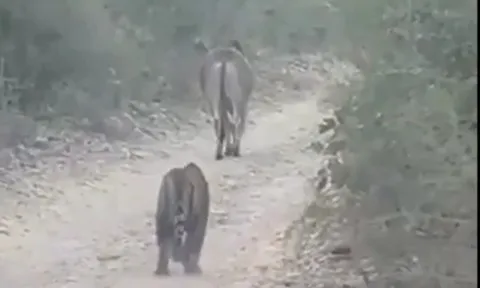 CLIP: Hổ vồ chết bò ngay trước mặt du khách, phớt lờ tiếng la hét và động cơ xe