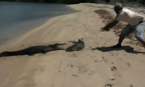 CLIP: Cá sấu táo tợn lao lên bờ định cướp cá mập từ tay ngư dân