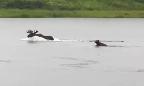 CLIP: Gấu nâu lao xuống sông truy sát nai sừng tấm và cái kết "hụt hẫng"