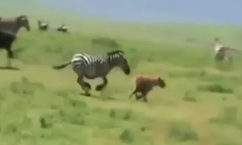 CLIP: Bị tấn công bất ngờ, linh cẩu hoảng loạn tháo chạy trước ngựa vằn quả cảm