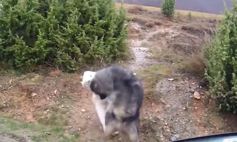 CLIP: Màn "ẩu đả" kịch tính giữa hai chú chó khiến người xem phải kinh ngạc