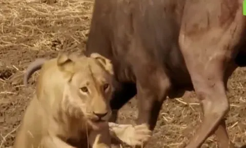 CLIP: Bị trâu rừng phản công dữ dội, bầy sư tử tháo chạy với khuôn mặt bê bết máu