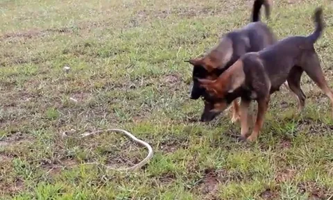 CLIP: Cuộc chạm trán kịch tính giữa hai chú chó săn và con rắn dữ trong rừng