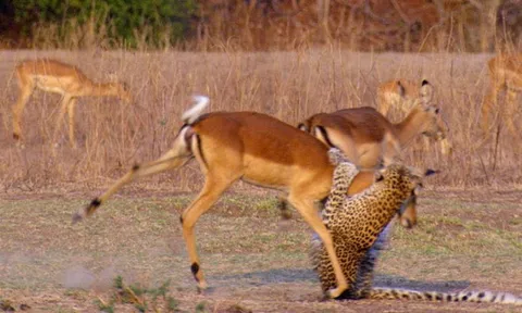 CLIP: Linh dương Impala lật ngược tình thế khi bị báo hoa mai cắn cổ