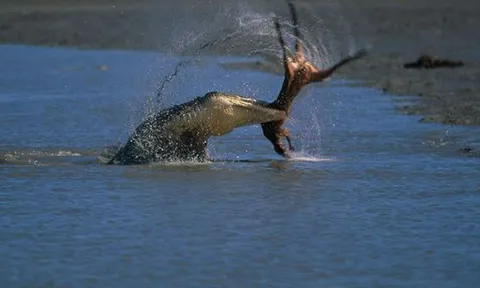 CLIP: Cá sấu khổng lồ đoạt mạng kangaroo chỉ trong tích tắc