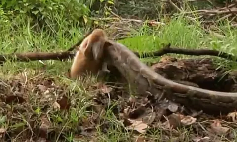 CLIP: Trăn khổng lồ tung cú đớp "nhanh như chớp", hạ gục thỏ chỉ trong vài giây