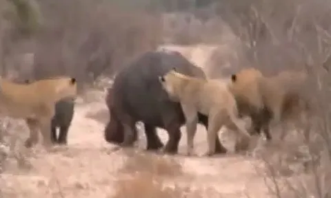 CLIP: Bị đàn sư tử tấn công, mẹ con hà mã làm ra hành động gây 'sốc'