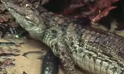 CLIP: Liều lĩnh săn lươn điện, cá sấu Caiman bị điện giật cứng đơ, suýt mất mạng