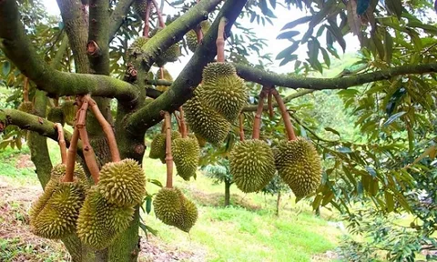 Đam Rông vươn lên từ nông sản bản địa: Kỳ vọng mới từ ba nhãn hiệu chứng nhận