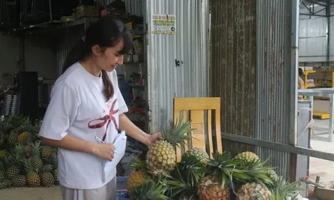 Dứa mật Đam Rông: Khẳng định thương hiệu từ hương vị khác biệt