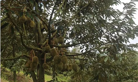 Sầu riêng Đam Rông: Từ hương vị đặc trưng đến bước tiến khẳng định thương hiệu