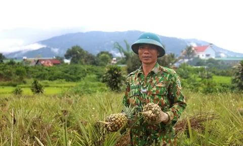 Gặp ‘thủ lĩnh’ dứa mật Đam Rông