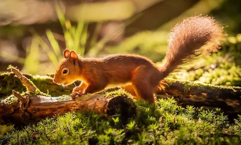 Từ thằn lằn thành thị chân dài đến bướm đêm thích nghi với ô nhiễm môi trường: Những cách con người "ép" động vật tiến hoá