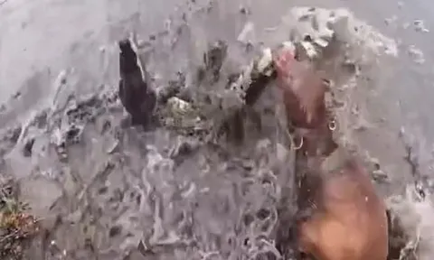 CLIP: Đụng độ 2 con chó Pitbull, cá sấu bị kết liễu trong vòng 'một nốt nhạc'