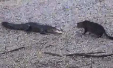 CLIP: Bị mèo nhà 'viếng thăm', cá sấu nhận cái kết 'muối mặt'