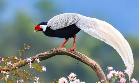 Chùm ảnh vẻ đẹp tuyệt mỹ của gà lôi trắng quý hiếm