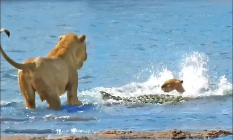 CLIP: Sư tử dũng mãnh lao xuống sông, ‘thủy chiến’ cá sấu giải cứu con non