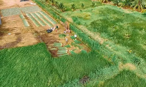 Giá lát lao dốc, nông dân lỗ công chăm sóc