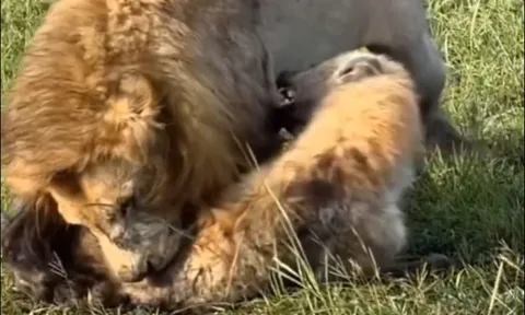 CLIP: ‘Vua sư tử’ điên cuồng trút giận khi bị linh cẩu trắng trợn cướp mồi