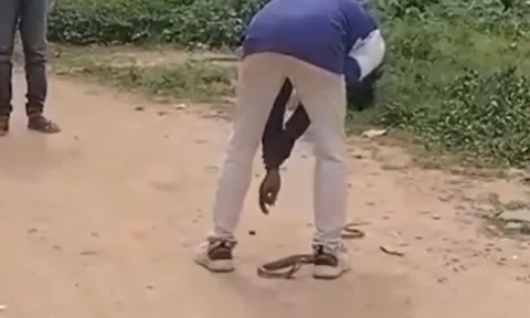 CLIP: Chọc rắn hổ mang lúc say, nam thanh niên nhận cái kết 'đắng'