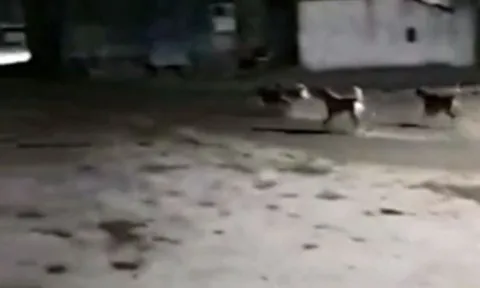 CLIP: Phát hiện sư tử đực gần chuồng gia súc, đàn chó nhà hợp sức vây đánh