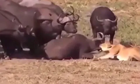 CLIP: 'Nghẹt thở' xem đàn trâu rừng giải cứu đồng loại khỏi nanh vuốt sư tử