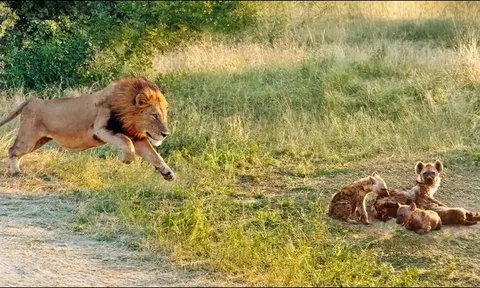 CLIP: Sư tử đực tung đòn chớp nhoáng khiến linh cẩu tử nạn chỉ trong ‘một nốt nhạc’