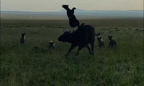 CLIP: Trâu rừng mẹ phòng ngự vụng về, không thể bảo vệ con trước bầy linh cẩu