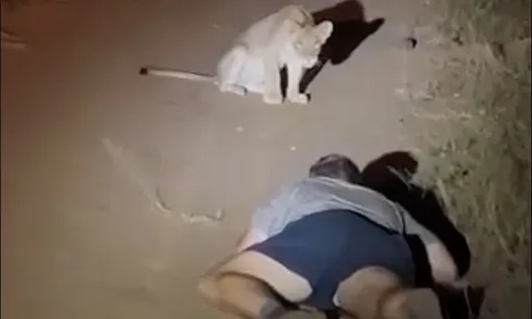 CLIP: Trả giá đắt vì liều lĩnh ‘trêu ngươi’ sư tử