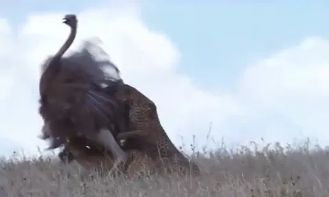 CLIP: Đà điểu cái bỏ mạng sau pha “bẻ lái” bất ngờ của báo săn