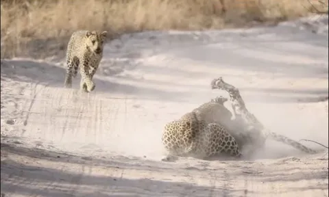 CLIP: Báo hoa mai hạ sát đồng loại bằng cú cắn chí mạng