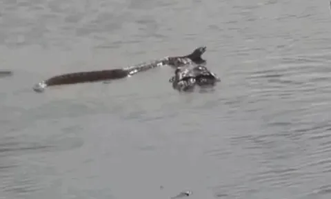 CLIP: Cá sấu phô diễn sức mạnh, kết liễu rắn độc trong tích tắc