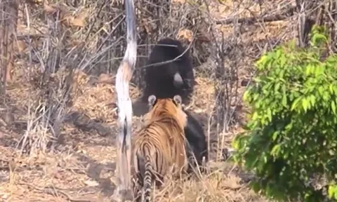 CLIP: Gấu lợn mẹ tử chiến với hổ dữ để bảo vệ con và cái kết 