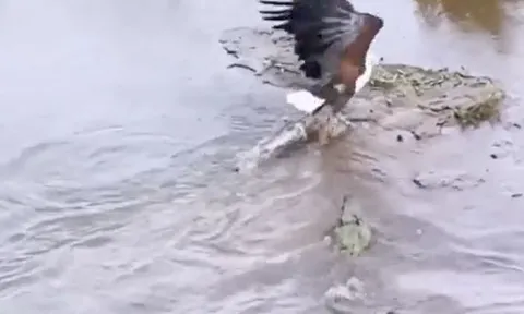 CLIP: Đại bàng suýt bỏ mạng vì lao xuống sông cướp mồi của cá sấu