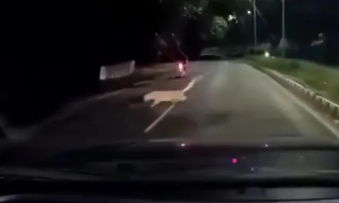 CLIP: Báo hoa mai bất ngờ tấn công người đi xe máy trong đêm và cái kết 'thót tim'