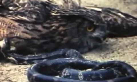 CLIP: Rắn chuột phản đòn, mổ liên tiếp vào mắt cú mèo và kết cục khó tin