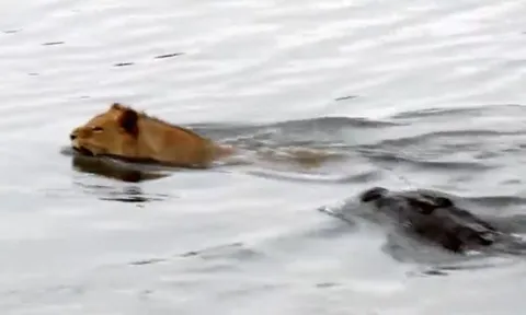 CLIP: Vượt sông mùa nước ngập, sư tử bị cá sấu truy sát