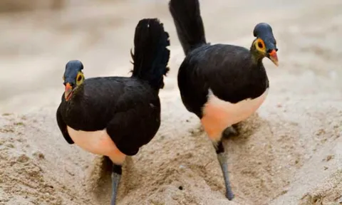 Vẻ đẹp huyền bí của loài chim quý hiếm bậc nhất thế giới, vừa chào đời đã biết bay