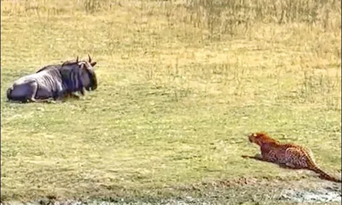 CLIP: Báo hoa mai tấn công bất ngờ, đoạt mạng linh dương đầu bò